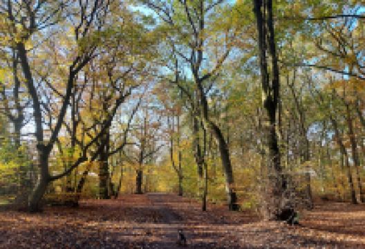 Atherton Wood景点图片