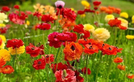 Wistaria Garden