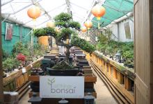 All Things Bonsai购物图片