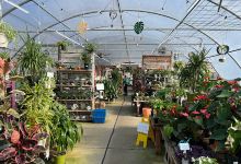 Sunnyside Nursery景点图片