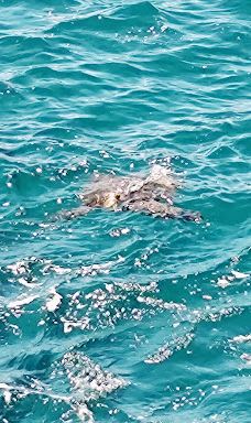 Kapalua Coastal Trail-卡帕拉奥阿