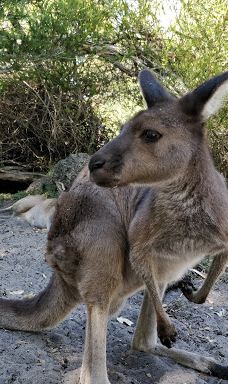Bunbury Wildlife Park-South Bunbury