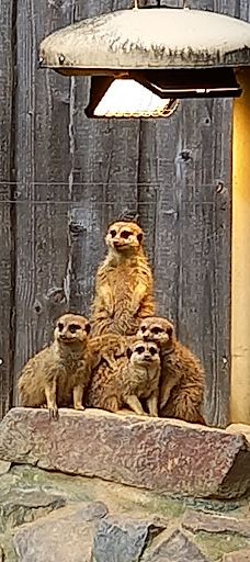 Chemnitz Zoo-开姆尼茨