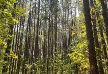 The Gauntlet Fitness and Walking Trail景点图片