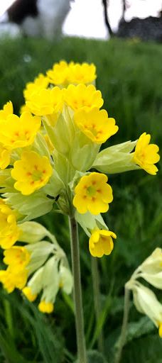 Wood Nook Caravan Park-斯基普顿