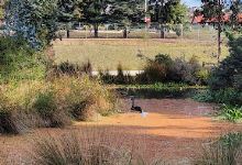 Kingston Wetlands景点图片