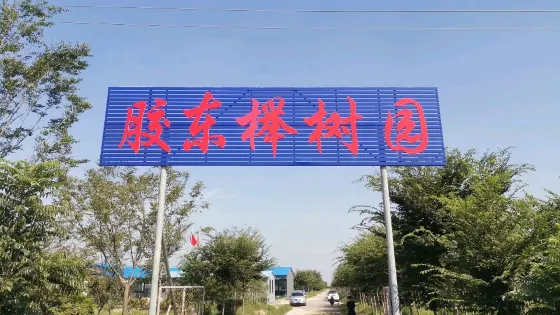 膠東櫸樹園