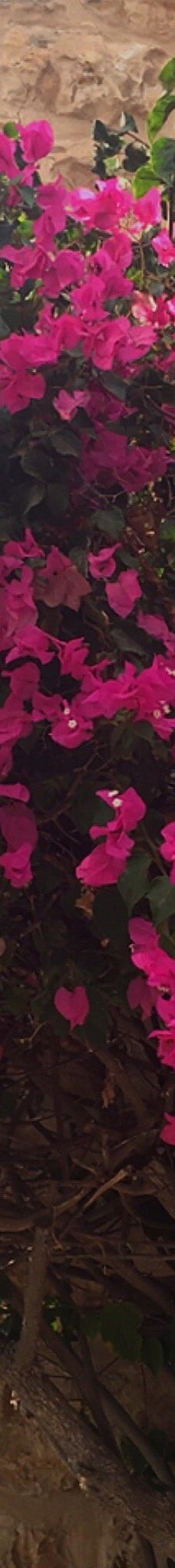 蒙蒂菲奥里风车-耶路撒冷