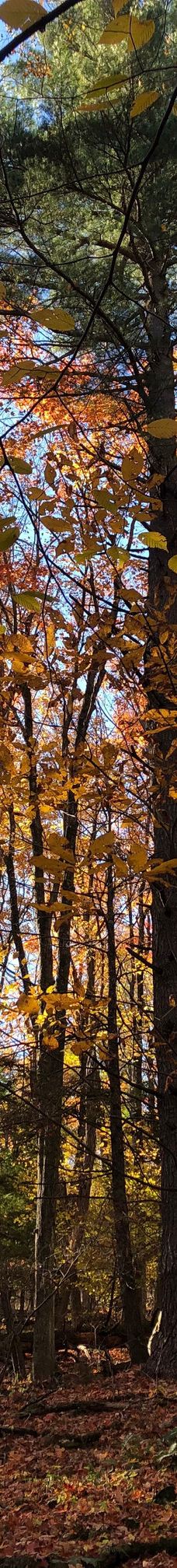 Mount Tom State Reservation-霍利奥克