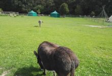 Tierpark Sommerhausen景点图片