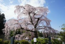 法蔵寺景点图片