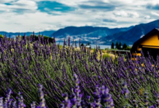 Forest Green Man Lavender景点图片