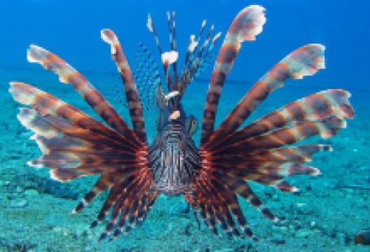 Sea Explorers Malapascua购物图片