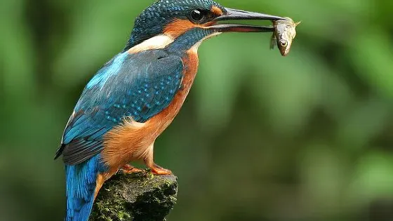 Hurulu Eco Park