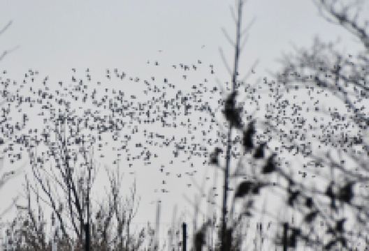 Dorhout Mees购物图片