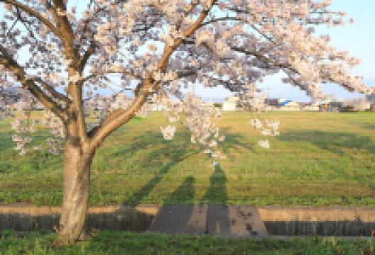 Fujiwara Ancient Palace Ruin景点图片