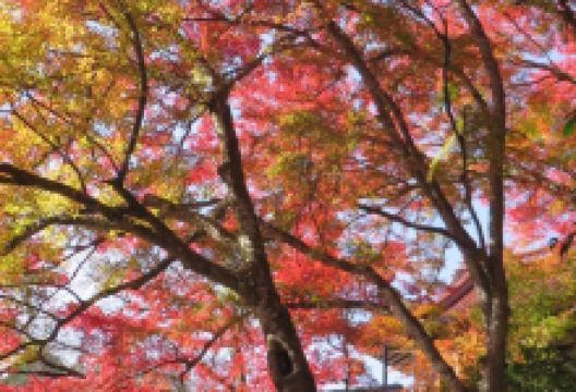 豊乗寺景点图片