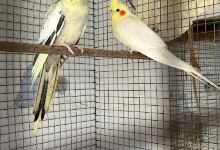 Vik Aquarium and Pets Shop购物图片