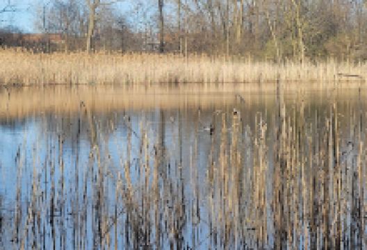 Briar East Woods景点图片