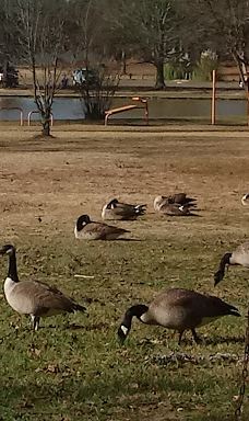 Texarkana Parks & Recreation-特克萨卡纳