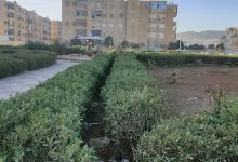حديقة 6 ديسمبر景点图片
