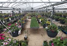 GGG Greenhouses And Garden Center购物图片