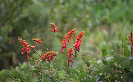 Springside Nature Reserve