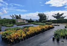 Bermuda Green Thumb购物图片