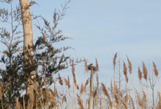 Egg Island Wildlife Management Area景点图片