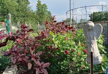 Wells Branch MUD Community Garden景点图片