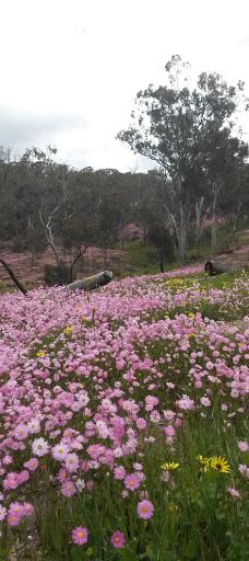 Pelham Lookout & Reserve-图吉