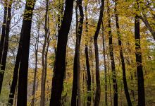 Boone County Cliffs State Nature Preserve景点图片