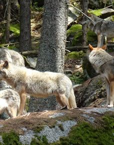 Vlčí výběh Srní (podívání zvenku)-斯尼