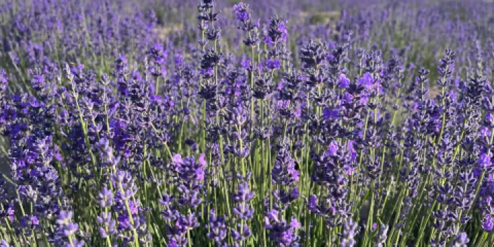 楊家公主薰衣草園