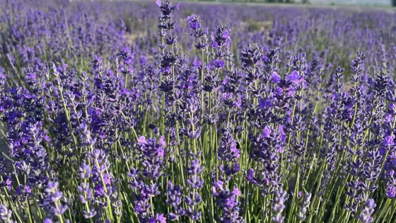 楊家公主薰衣草園