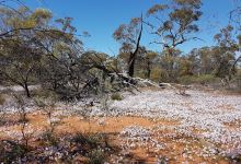 Darling Range Regional Park景点图片