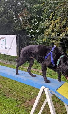 Off Lead Agility-斯特拉班