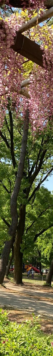 名城公园-名古屋