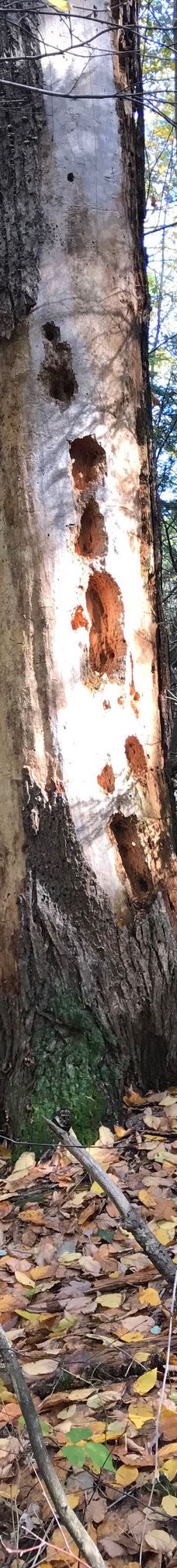 Mount Tom State Reservation-霍利奥克