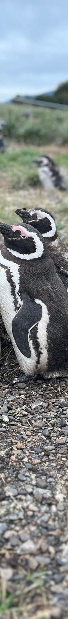 Isla Martillo-乌斯怀亚