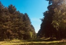 Rendlesham Forest Centre景点图片