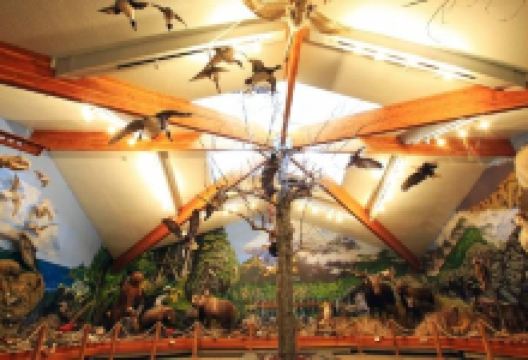 American Bald Eagle Foundation Museum景点图片