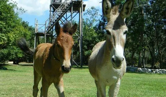 Ecoparque Cuzam