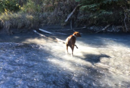 North Fork Eagle River景点图片