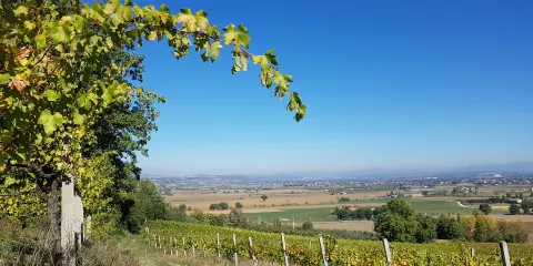 Piccola Cantina Rossi