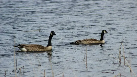Carey Lake Recreation Area