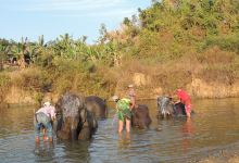Winga Baw Elephant Camp景点图片