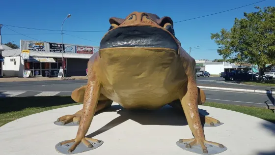 Big Cane Toad