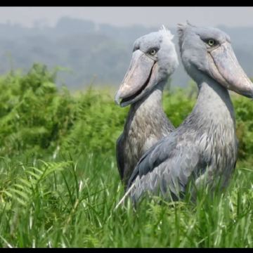 乌干达布恩迪难以穿越的国家公园7日6晚私家团