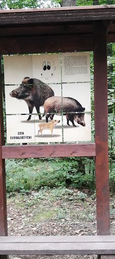 Park Cygański Las w Bielsku-Białej-别尔斯克 比亚瓦